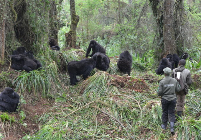 dian fossey gorilla fund internship