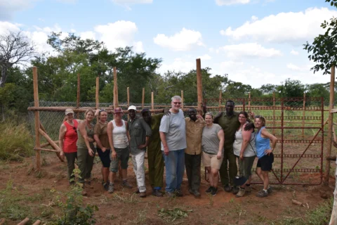 Lion-proof cattle boma built by Mother Africa Trust near Hwange National Park Zimbabwe — reducing human-wildlife conflict