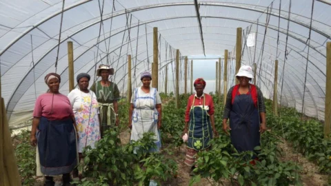 Farmers of Hope community program supported by Uthando in Cape Town, South Africa — township micro-farming funded through Deeper Africa safari contributions
