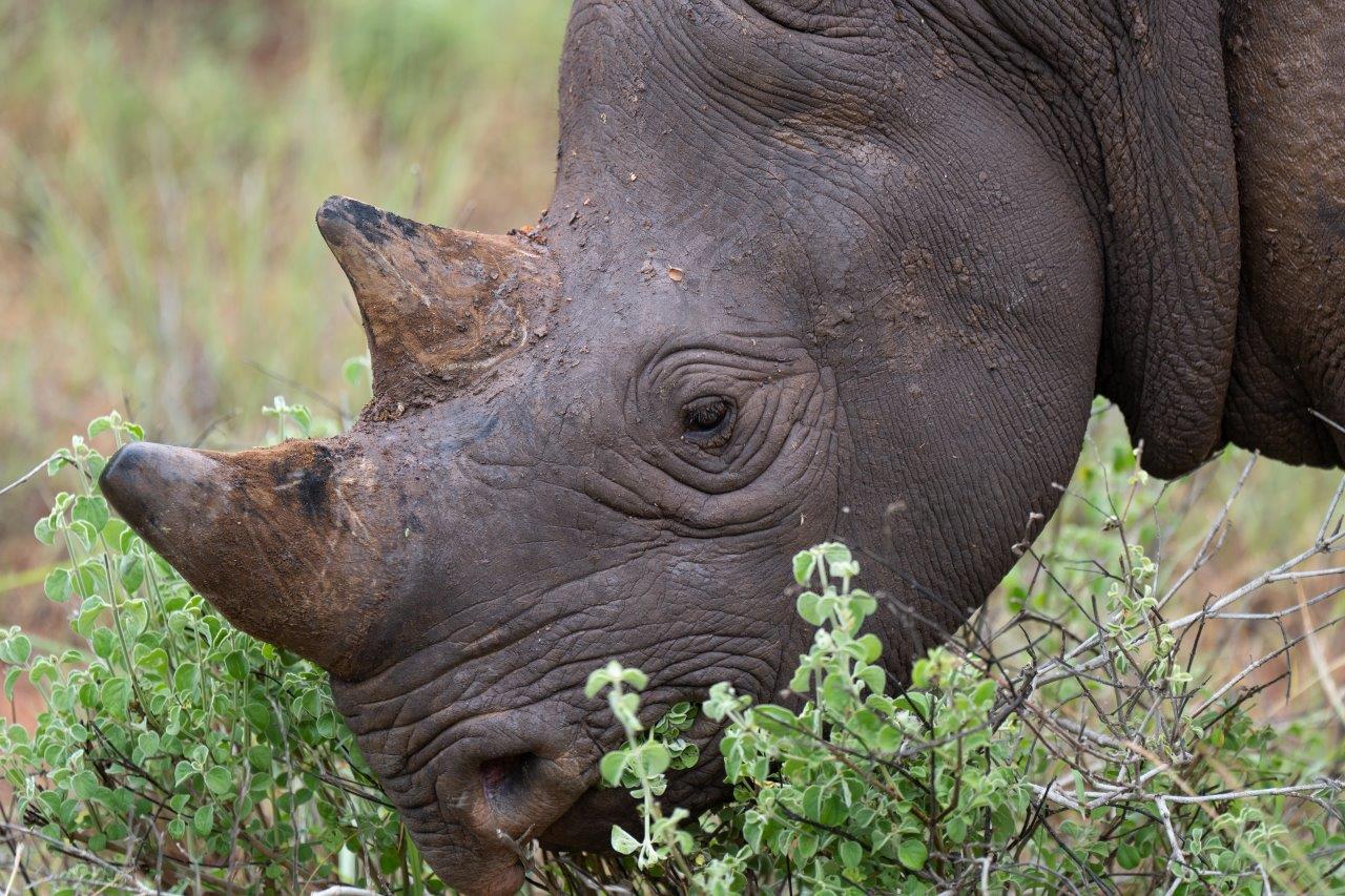 Deeper Africa | Mkomazi National Park - Black Rhinos