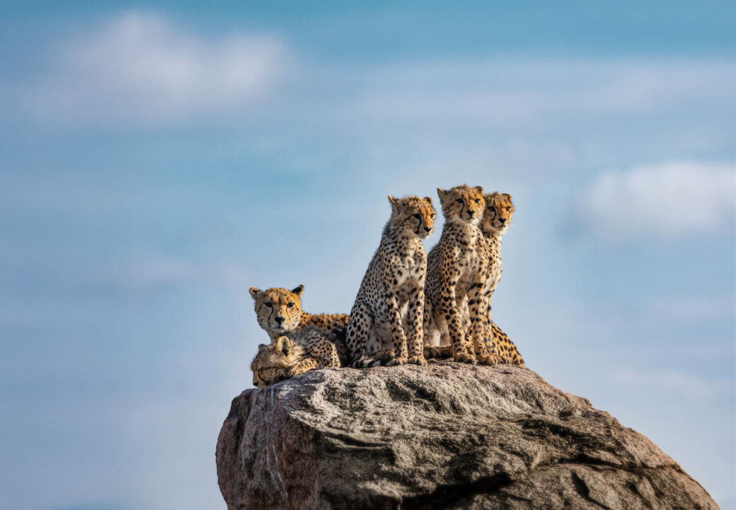 Mom and cheetah cubs