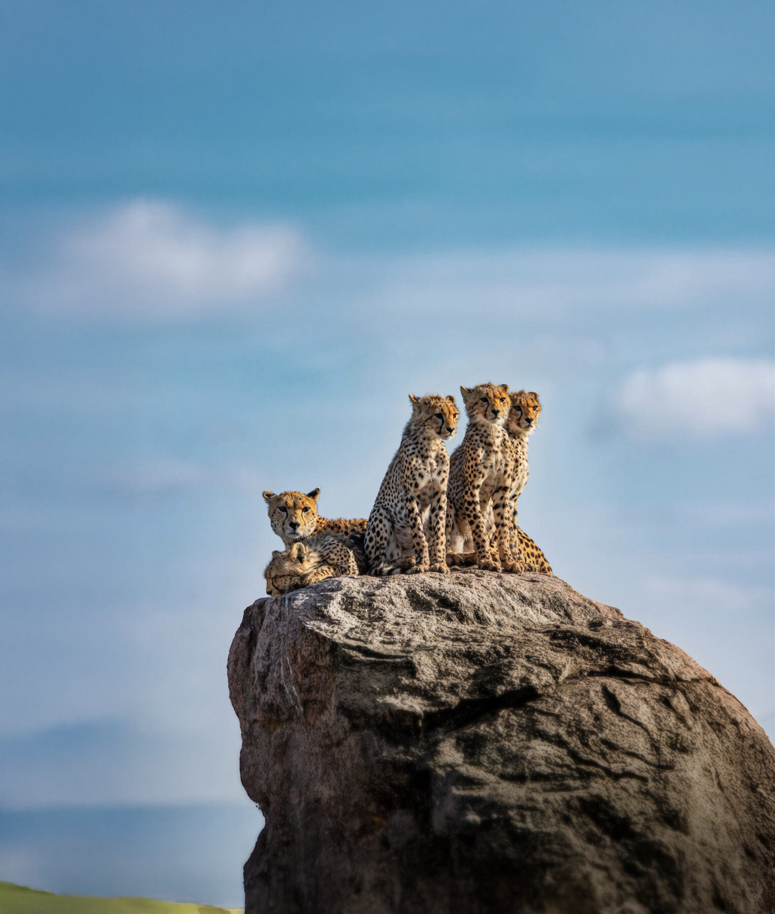Mom and cheetah cubs