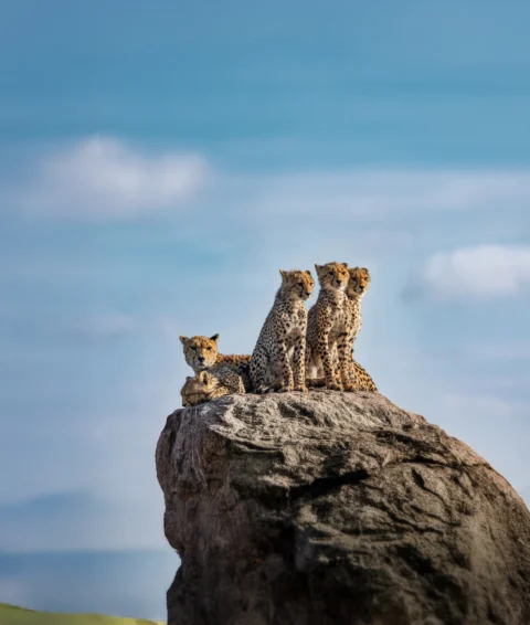 Mom and cheetah cubs